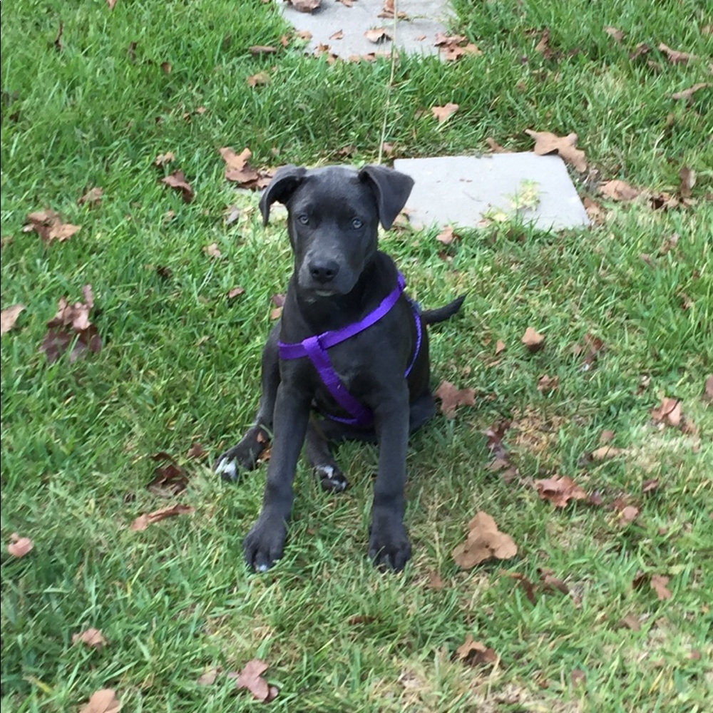 Meet your Posher, Crystal